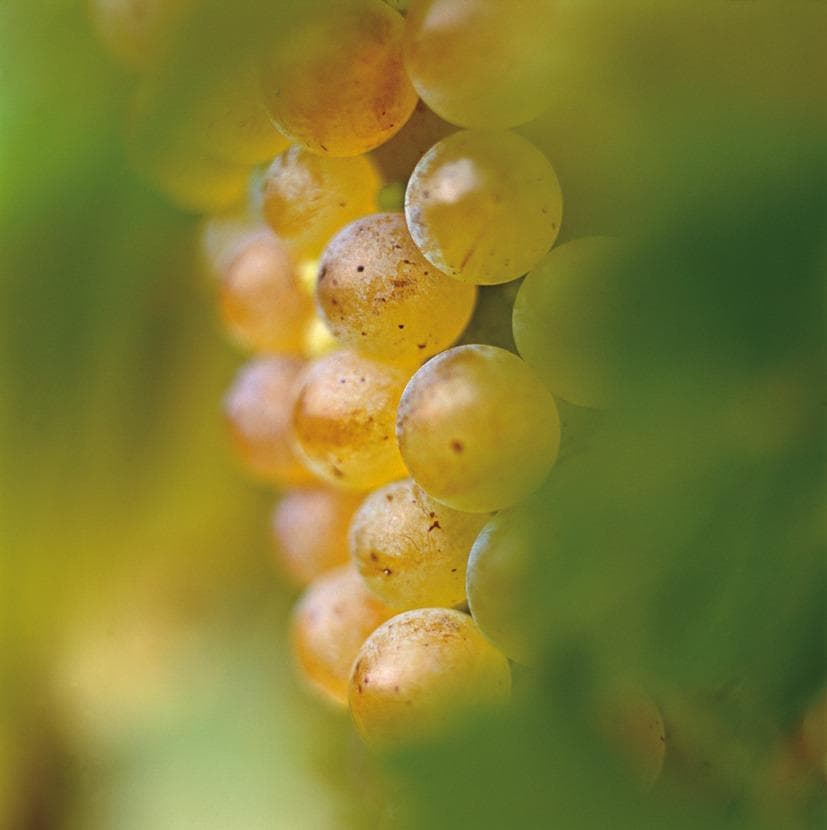 Grapes and Their Roots
