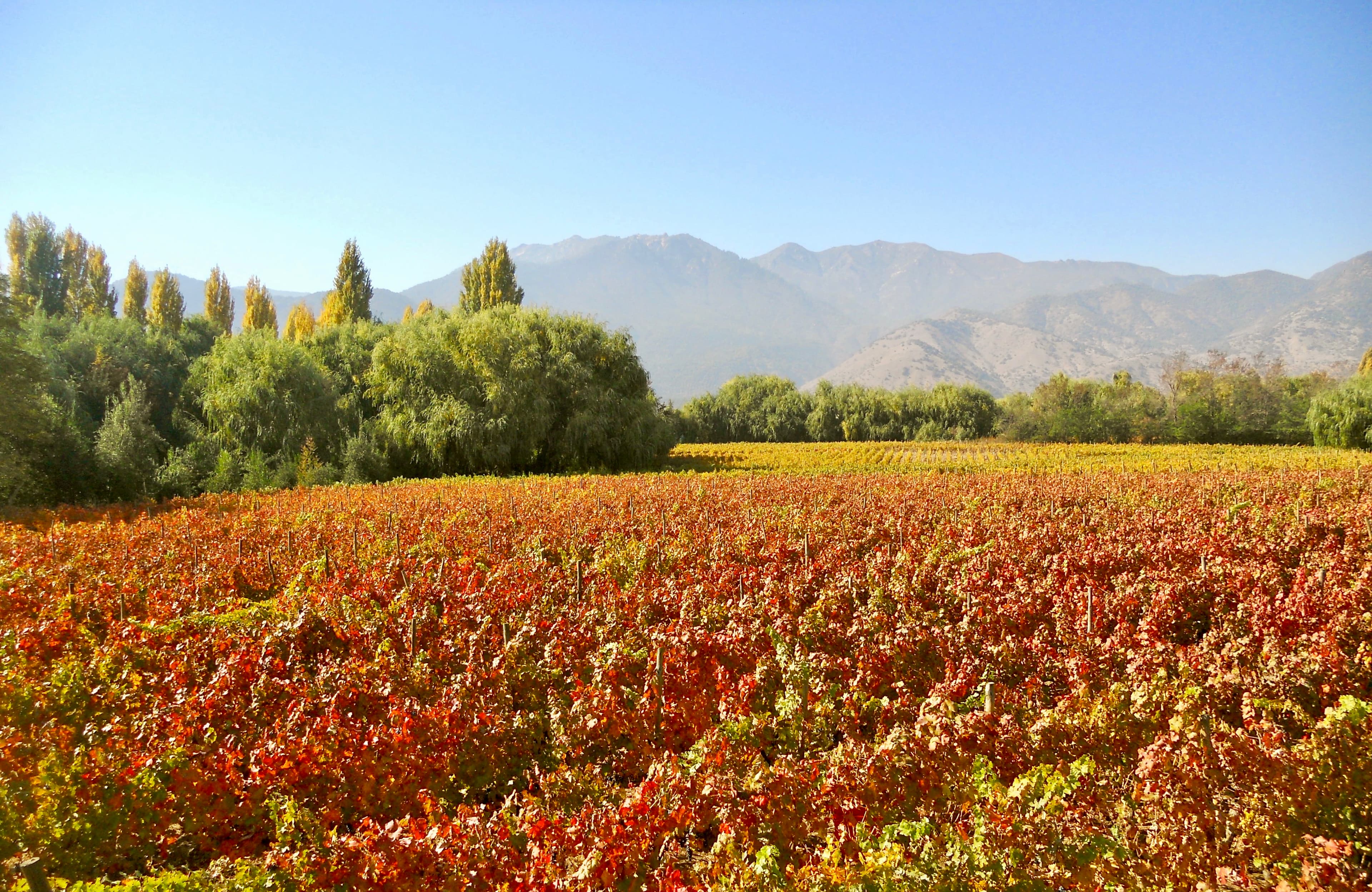 Vinos de Chile: Historia, Tradición e Innovación